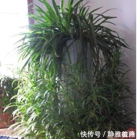 家中养花,这5毛钱的小东西别乱丢,能让花蹿到2米高,你知道了吗