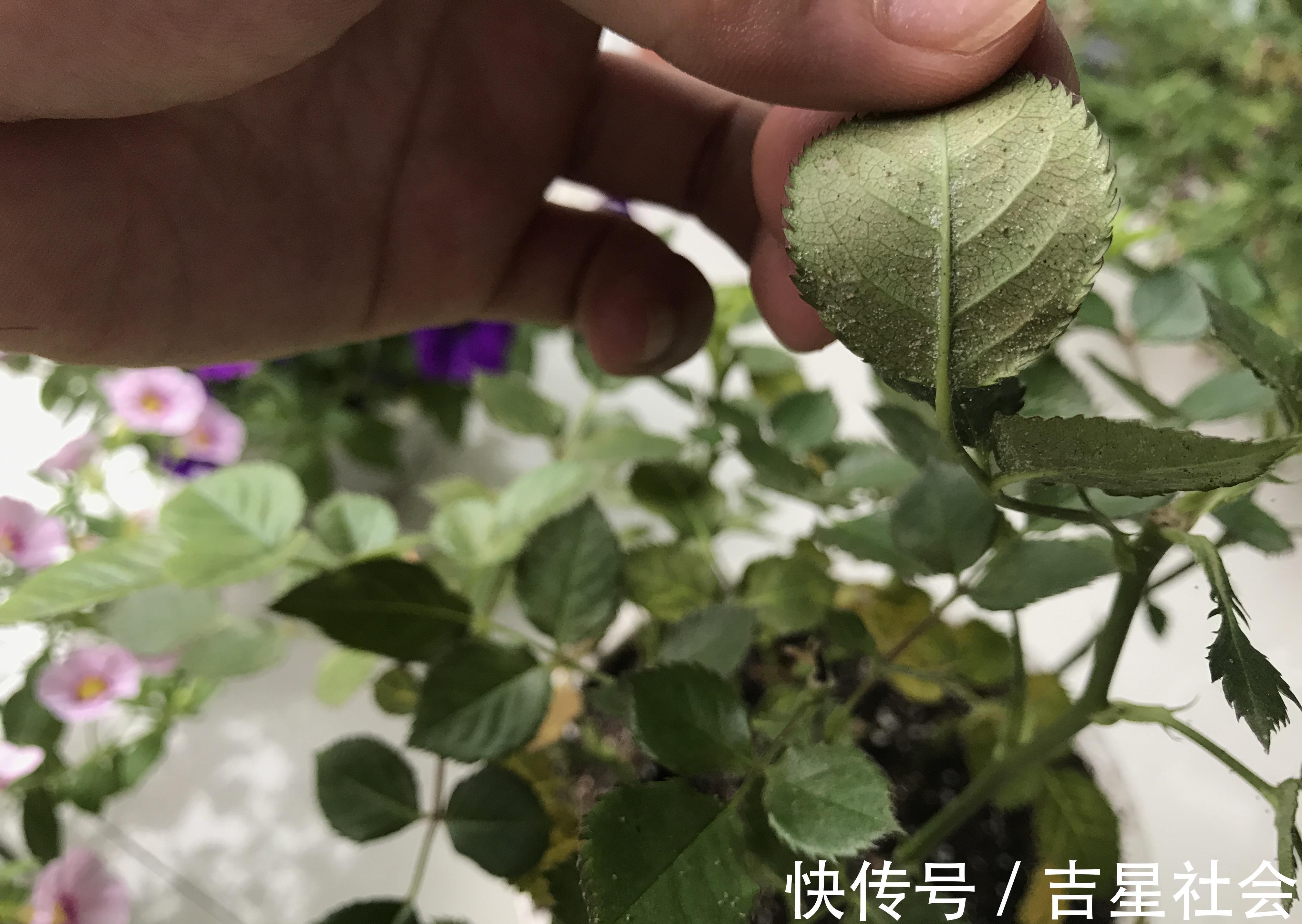 叶斑病|养花必备的杀菌剂，到底怎么用？多菌灵只是“初级”，黄叶不管用