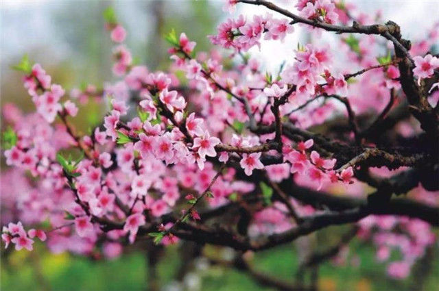 诗经桃花,桃之夭夭,灼灼其华,夭夭是什么意思?