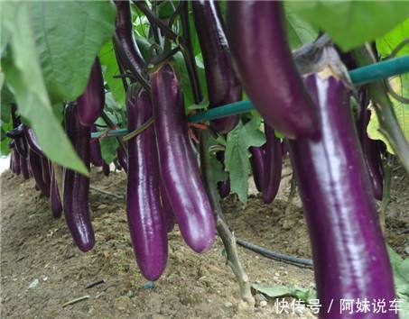 把准备好|茄子炒着吃没意思,蒸一蒸拌一拌,香辣可口,还下饭,吃完还想吃