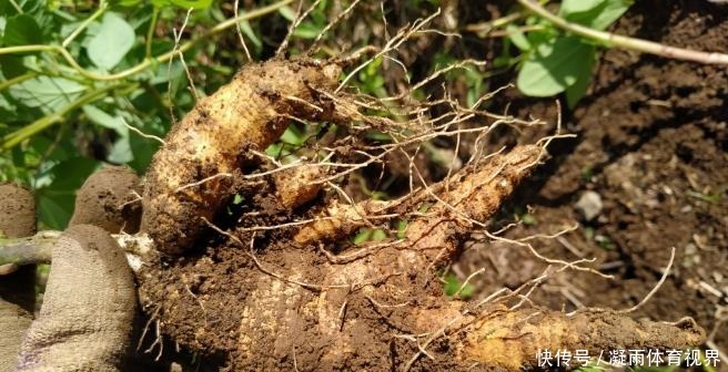 山胡萝卜|此为“山海螺”,若长在你家乡,请少挖些,答应我,因为太珍贵了