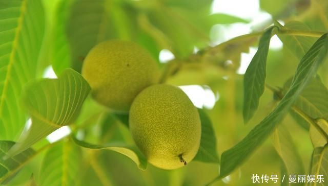 性激素水平降低骨質疏松危害大這幾個治療菜譜值得收藏