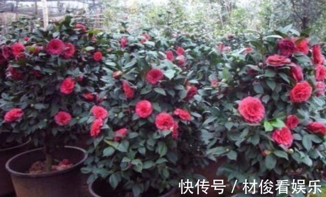 茶花|养花“学会1招”，盆里埋上“它”，枝叶呼呼窜，养啥都“爆盆”