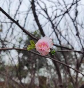 深秋的桃花（散文）