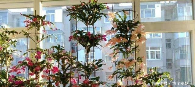 3种“便宜花”这样养一养,一年变“老桩”,开花千朵还“镇宅”