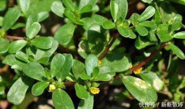 黑发|夏天常吃马齿笕身体好，外加一宝，还可以白发变黑发，好处多多