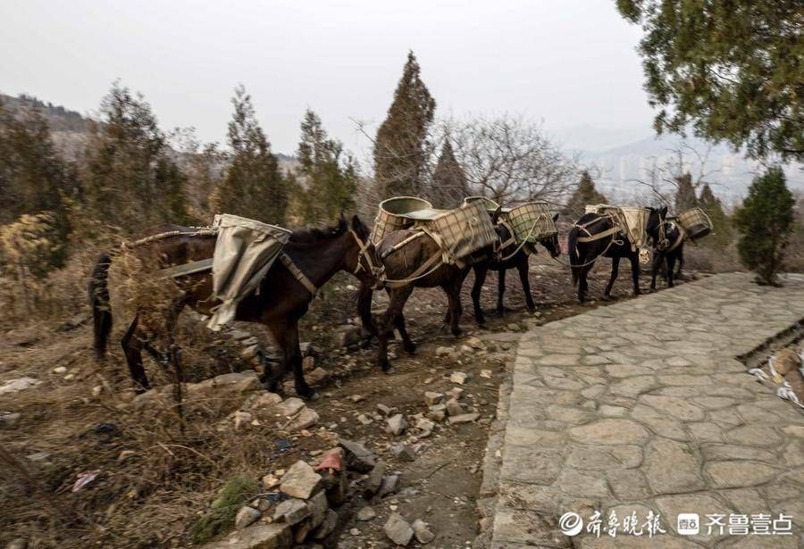 齐鲁壹点|山间铃响马帮来！情报员景区游玩偶遇骡马运沙，这场景你见过吗？