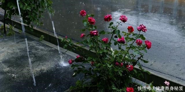 月季红蜘蛛不用药也能治家有小孩不用药,红蜘蛛全部死翘翘!