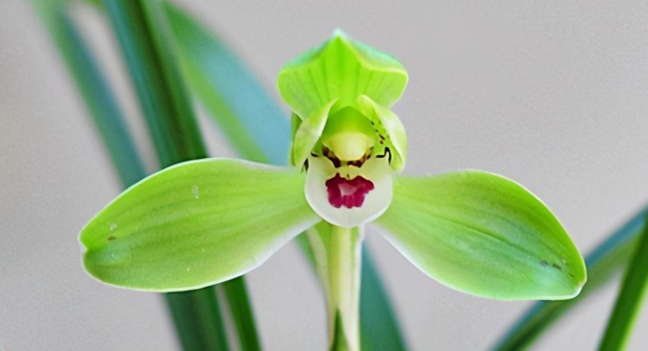 兰花3大配土方法，第三个，超养根