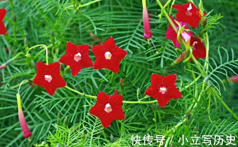 家里有院子,养上6种爬藤花,长势旺,开花能力强,美观又大气