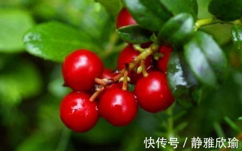 美容养颜|很普通的3种食物,值得每天吃一些,美容养颜,身体棒棒哒!