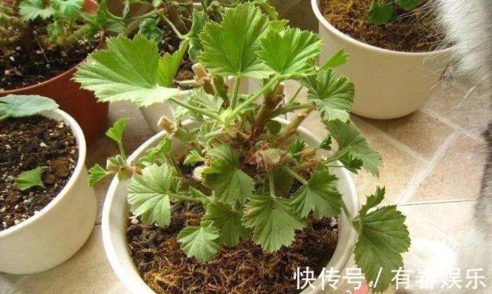 玛格丽特|现在养花要重剪,剃光头,撸光叶,越狠越爆盆