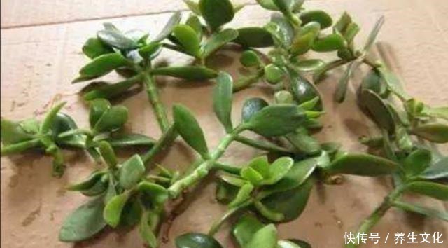 过完年要扦插2种花，生根快，好成活，当年就能开花！