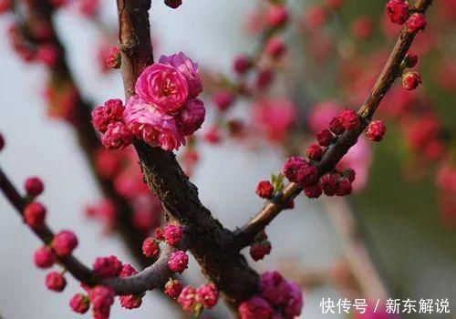 诗人|梅花雪花，两种风流，看王旭这首词如何评说