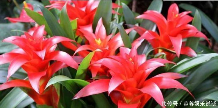 夏天就养此款植物,丢到阳台,四季有花开,花香四溢飘满屋,美