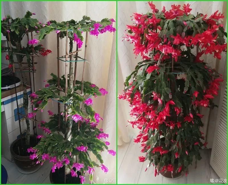 养护蟹爪兰，要注意8个要点，才能开出仙气飘飘花