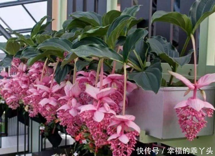 冬天也能养的花卉,花期200多天,枝繁叶茂开花量大