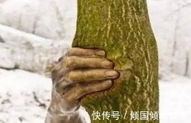 第一眼看&这只大树之手,紧抓住大树几十年不放,有点意义