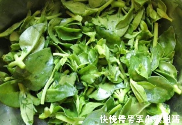 穿心莲|实不相瞒：比消炎药还管用的四种野菜是它们，小炎症不用跑医院