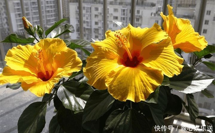 花期|两种花能开180天,8月养2盆天天有花看,真漂亮