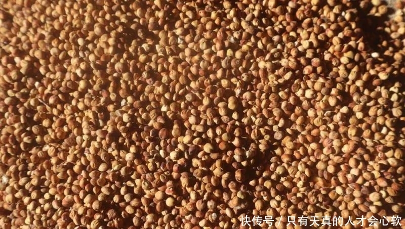  高粱，不仅仅能酿酒，还能做成高粱米高粱醋和高粱饴等