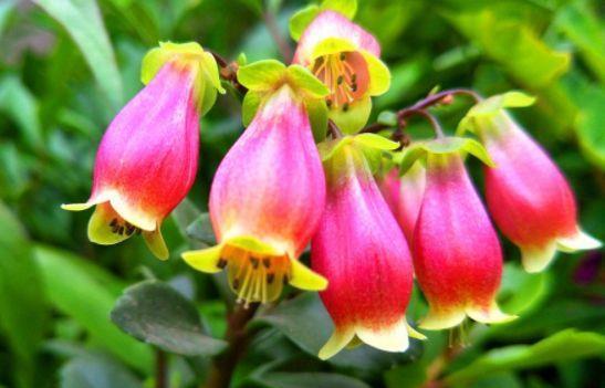 农历|农历7月22日开始,居家养这几款植物,阳台开出花海,花色美丽