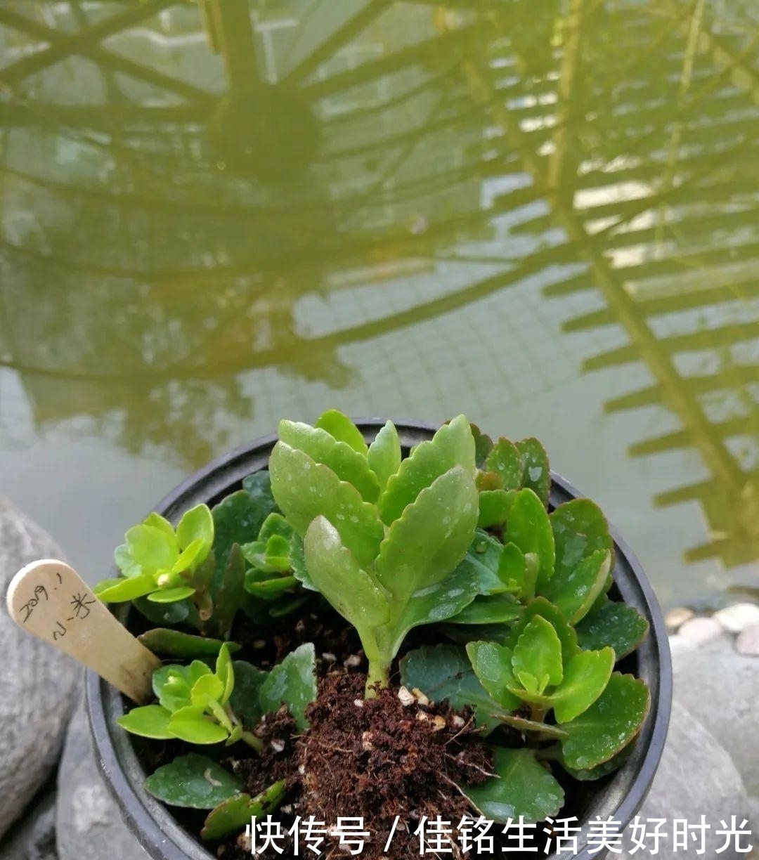 8种花夏天太容易死,现在赶紧扦插,死了也不心疼