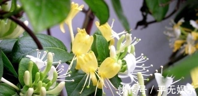 宝藏|此花人称“花界宝藏”,耐寒易爆盆,家里养一盆,好处多到数不清