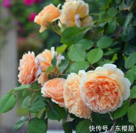 不知道养什么花,不妨试试此四款花,一盆千百朵