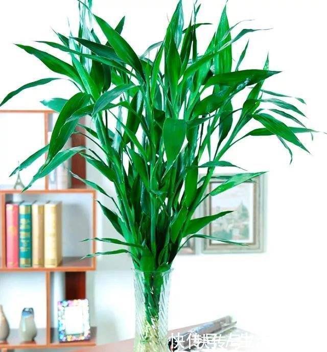 家里养上5种“竹”，吉祥“好运”，清雅大气，添福又添丁