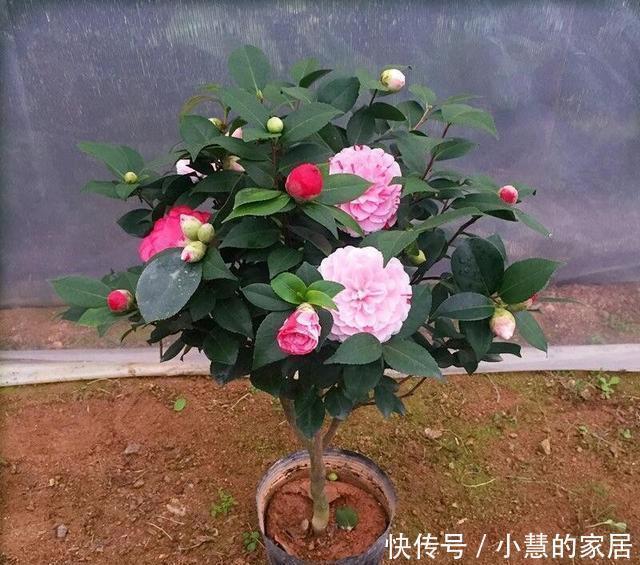 花市买茶花，回家一定要换土，“中间”有门道，不换土养不活