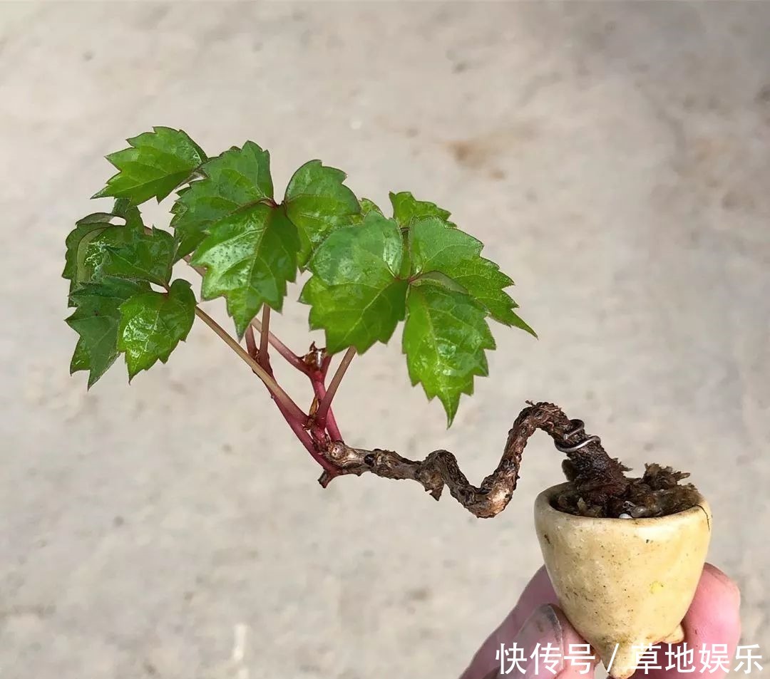 迷你的盆景艺术,小树开花