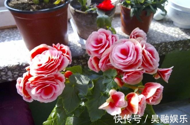 养花|“此3种花”养不好,其实都是浇水浇死的,你有中招吗