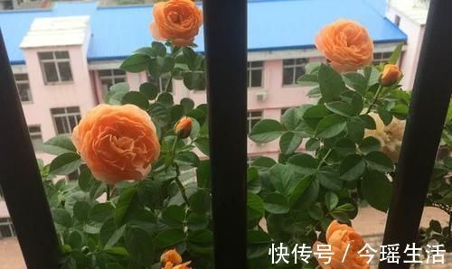 果汁|阳台再小,也要养一盆果汁阳台,上盆一个多月就有花赏