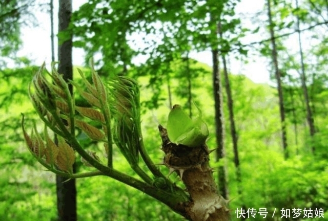 农村野地上的野菜补“肾脏”，你还没吃过就out了！