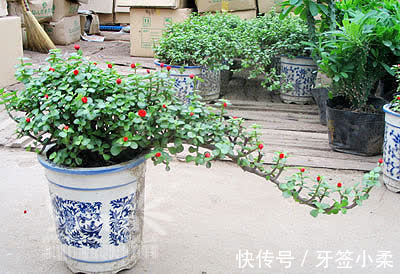 吉祥|7种寓意“旺财”的花,适合养在家里,看着就有好兆头