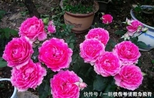 此花是世界名花,颜值超牡丹,香味胜茉莉,四季开花,是盆栽佳品