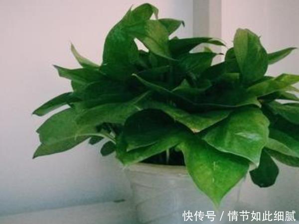 “一棵绿萝七个鬼”,说的是啥意思难道家里养绿萝不吉利