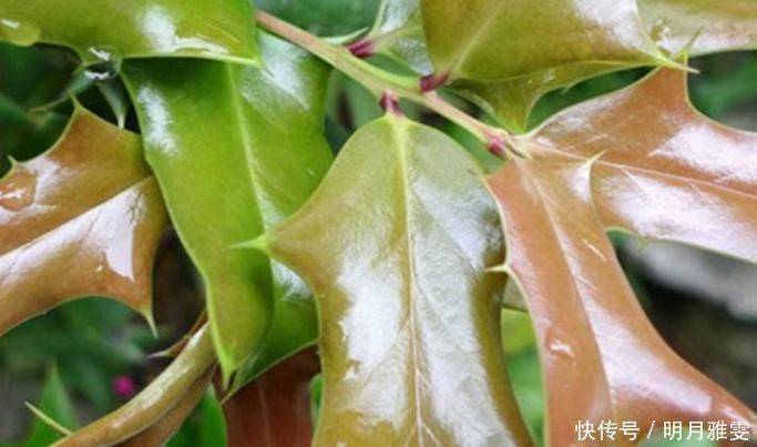 枸骨叶|这树叶,也是一味中药,泡茶代饮,抗菌消炎、祛风湿