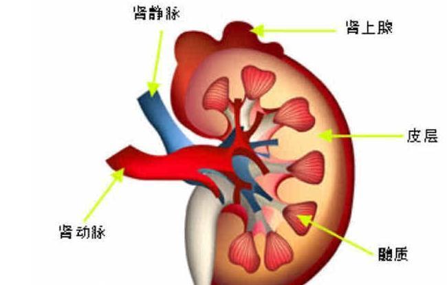 肾囊肿|肾囊肿不是肿瘤，但是吃这些东西要慎重