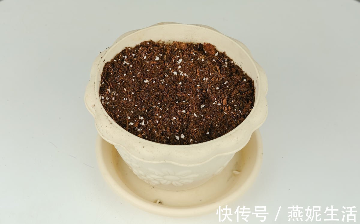 花友们|换盆之后的土,掺上一点“小东西”,土壤肥得流油