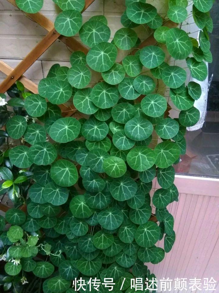 长命百岁的“植物乌龟”,铜钱叶子爬成“电视墙”,霸气金不换