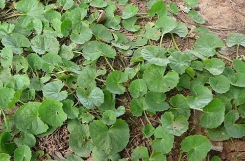 叶子像一个碗,既是野菜,也是药,曾是上好的凉茶料,你可认识?