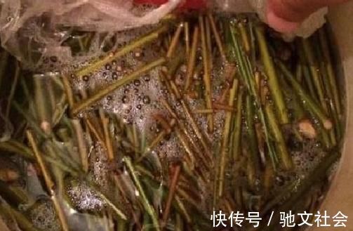 花卉|盆底垫上这一物,盆栽兰花、君子兰10年不烂根,还促生根多又壮