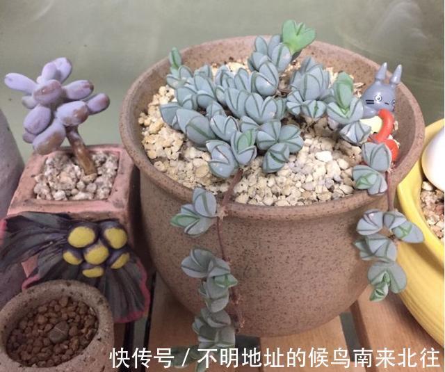 60种多肉图鉴及养护要点，1分钟学会，超全超实用！