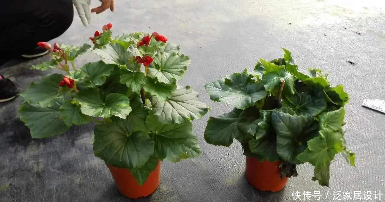 叶片怕水的6种花,浇水最好直接“灌”,不然黄叶、烂心又黑腐