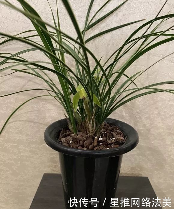 冬天3种花怕热,一热就落花落蕾,放在凉爽的地方最好!