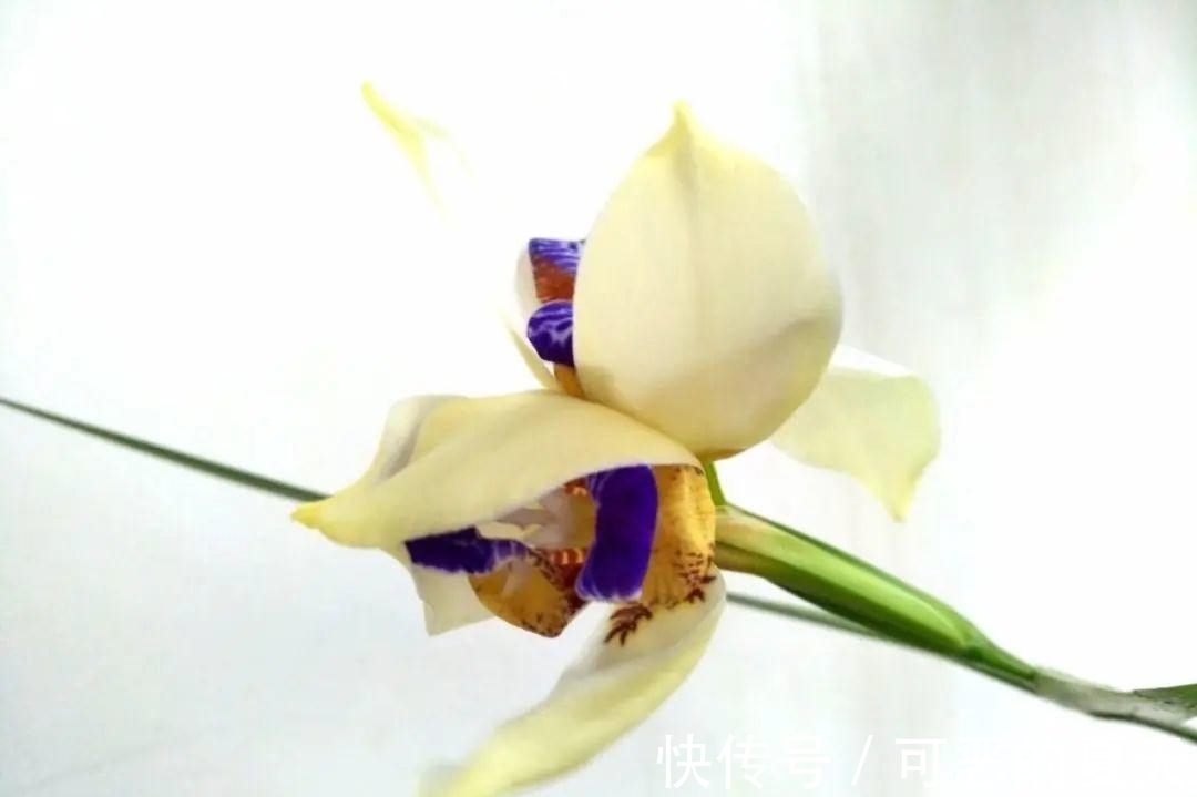 长寿开花变异了,十年都见不到一次,真稀罕