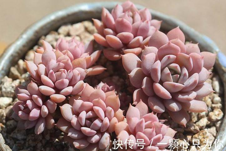 隔壁的克拉拉号称亚洲第一女神,你家的克拉拉是不是最美的多肉?