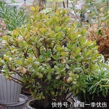 丑女人|老爸养的玉树盆栽丑到没人要，只需这样整个形，叶片肥厚青翠欲滴